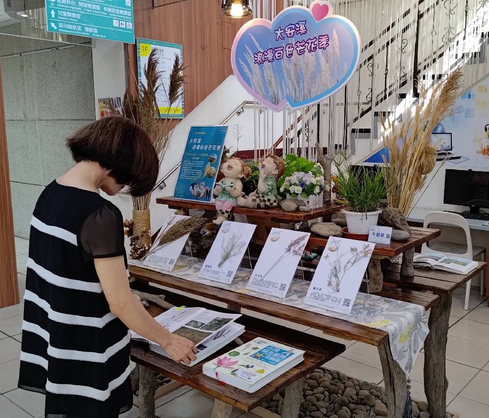 大安分館「大安溪浪漫白色芒花季」，展出台灣禾本科植物