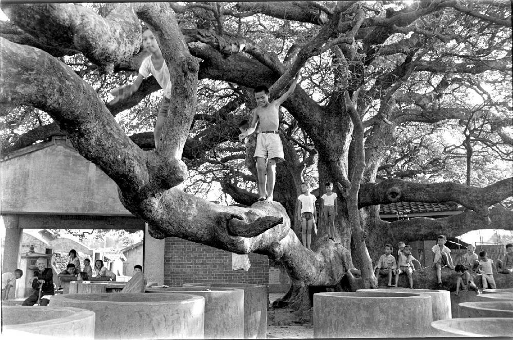 民國51年茄苳腳，孩童攀爬茄苳樹畫面(余如季影像典藏館提供)